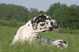 DOGUE ALLEMAND 561